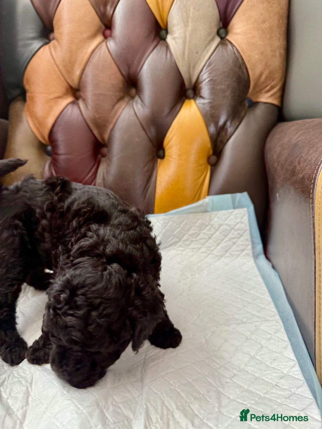 Toy Poodle dogs for sale: Four Beautiful Little Boys “Real Charmer’s “ - Image 21