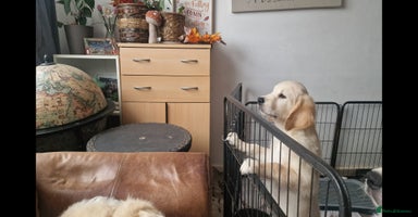 Golden Retriever dogs - Advert 6