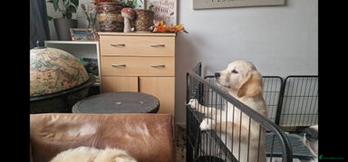 Golden Retriever dogs - Advert 6