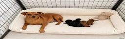 Miniature Pinscher dogs for sale: Miniature Doberman Pinscher Puppies  - Advert 1
