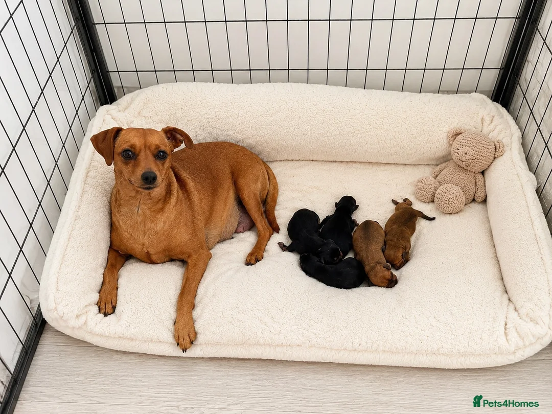Miniature Pinscher dogs for sale: Miniature Doberman Pinscher Puppies  - Advert 1