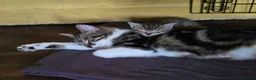 Mixed Breed cats for sale: Kittens ready NOW,  1 girl left - Advert 14