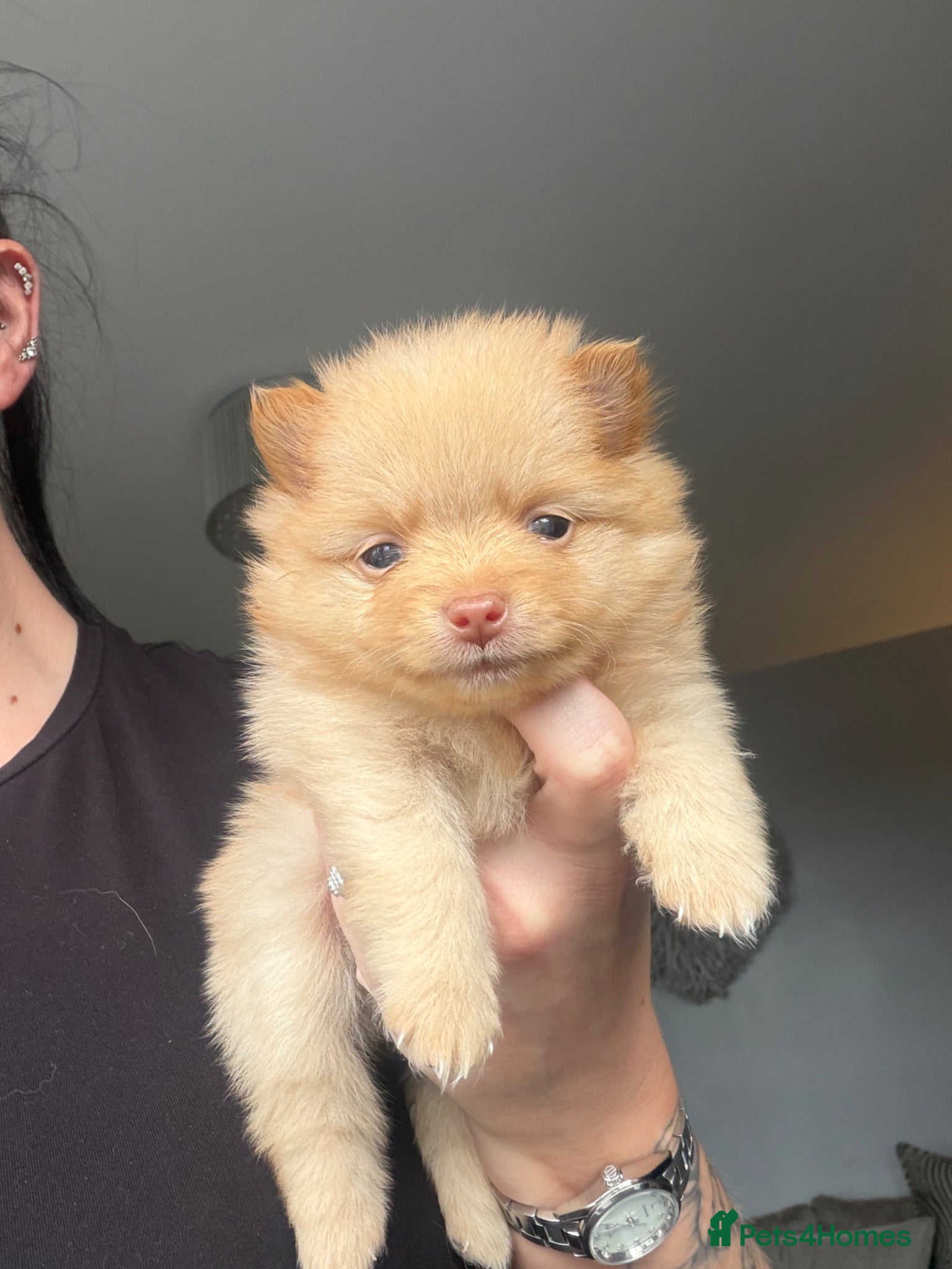 Pomeranian dogs OUTSTANDING TINY POMERANIAN PUPPIES 🐾 - Advert 1