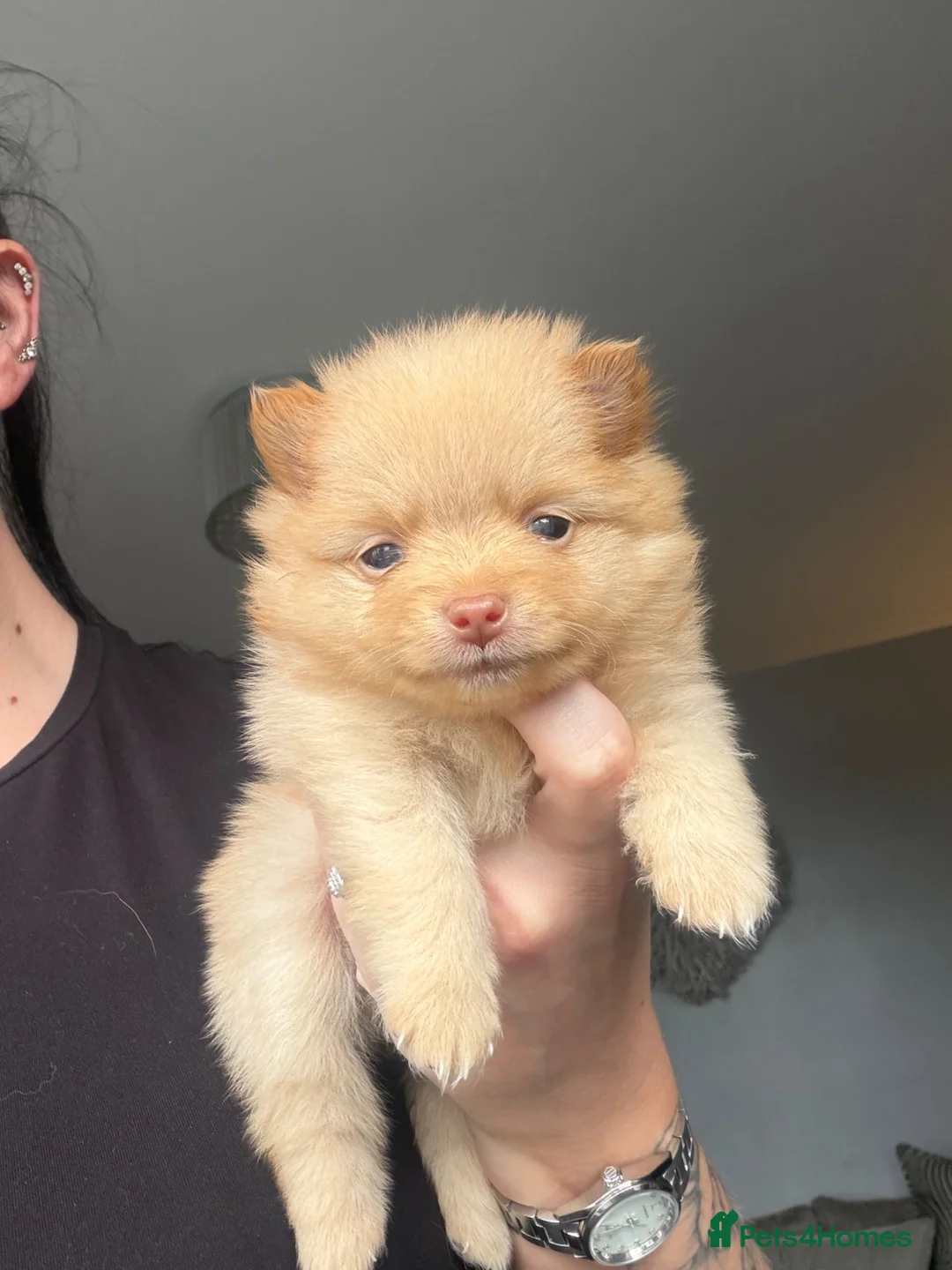 Pomeranian dogs for sale: OUTSTANDING TINY POMERANIAN PUPPIES 🐾 - Advert 1