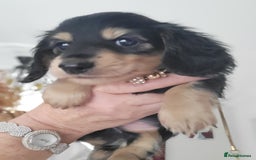 Miniature Dachshund dogs for sale: KC Black and Cream  long haired  - Image 23