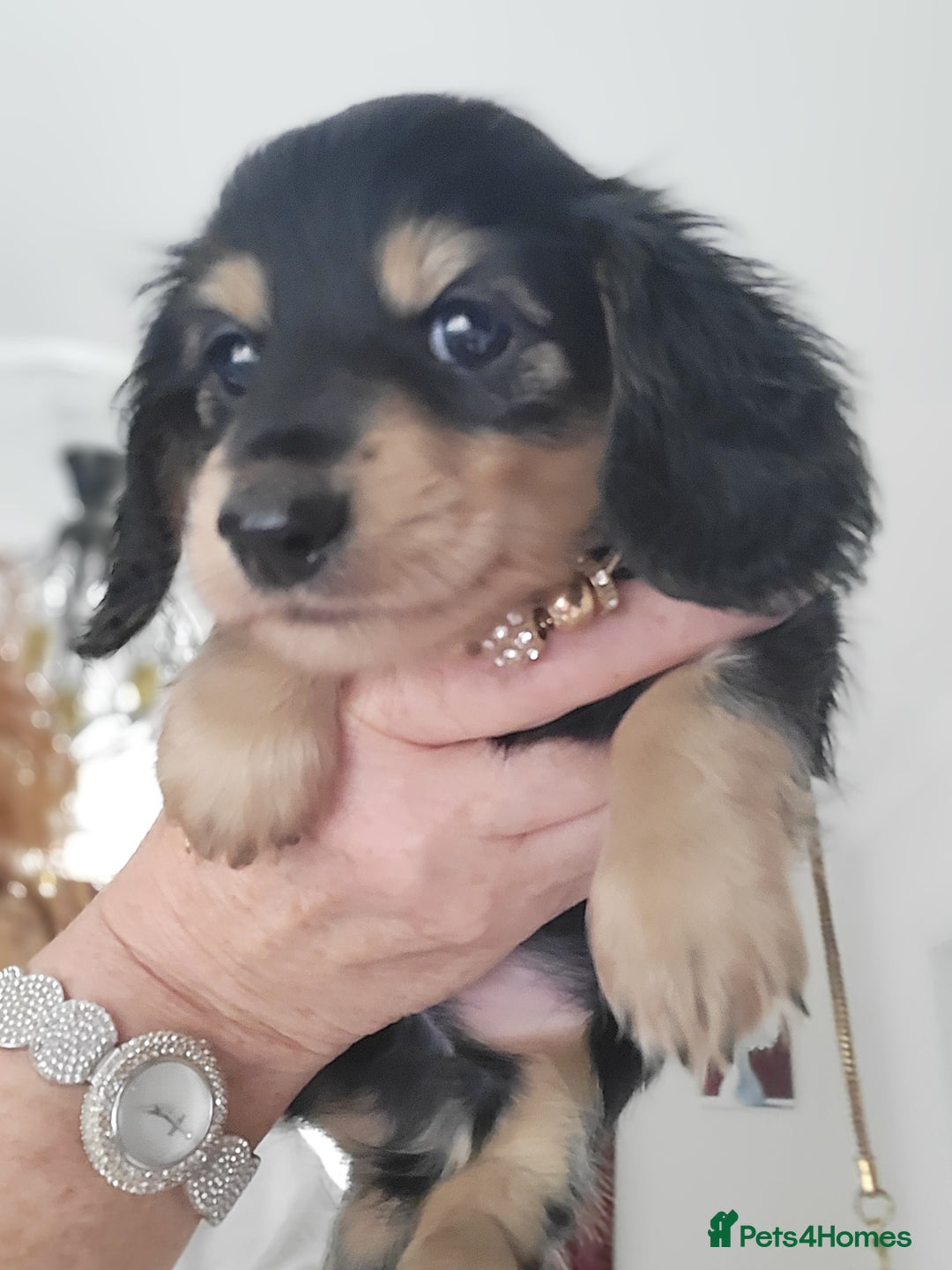 Miniature Dachshund dogs for sale: KC Black and Cream  long haired  - Image 23