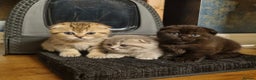 Scottish Fold cats for sale: SCOTTISH FOLD KITTENS - Advert 1