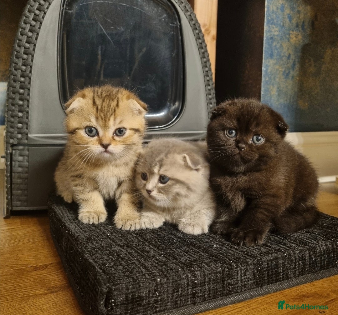 Scottish Fold cats for sale: SCOTTISH FOLD KITTENS - Advert 1