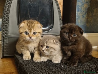 Scottish Fold cats SCOTTISH FOLD KITTENS - Advert 1