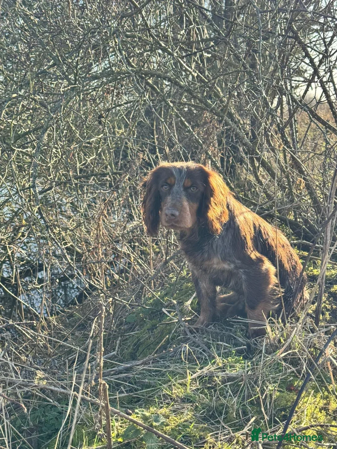 Cocker Spaniel dogs for sale: KC registered Blue roan WCS in York - Advert 14