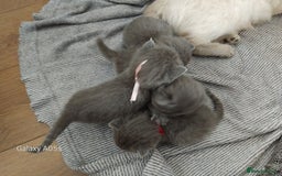 British Shorthair cats for sale: Blue British sorthair kittens available - Image 13