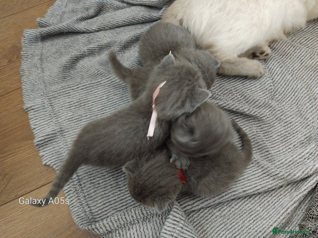 British Shorthair cats for sale: Blue British sorthair kittens available - Image 13