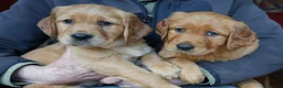 Golden Retriever dogs for sale: Unique, Stunning, Working Golden Retrievers.  - Advert 16