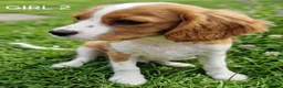 Cavalier King Charles Spaniel dogs for sale: Blenheim Cavalier King Charles Spaniel Puppies - Advert 3