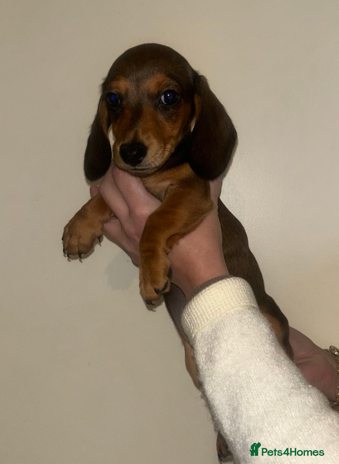 Miniature Dachshund dogs for sale: Miniature dachshund - Advert 10