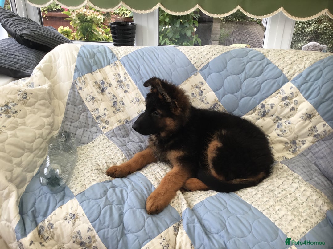 German Shepherd dogs for sale: 12 weeks German Shepard  - Image 5
