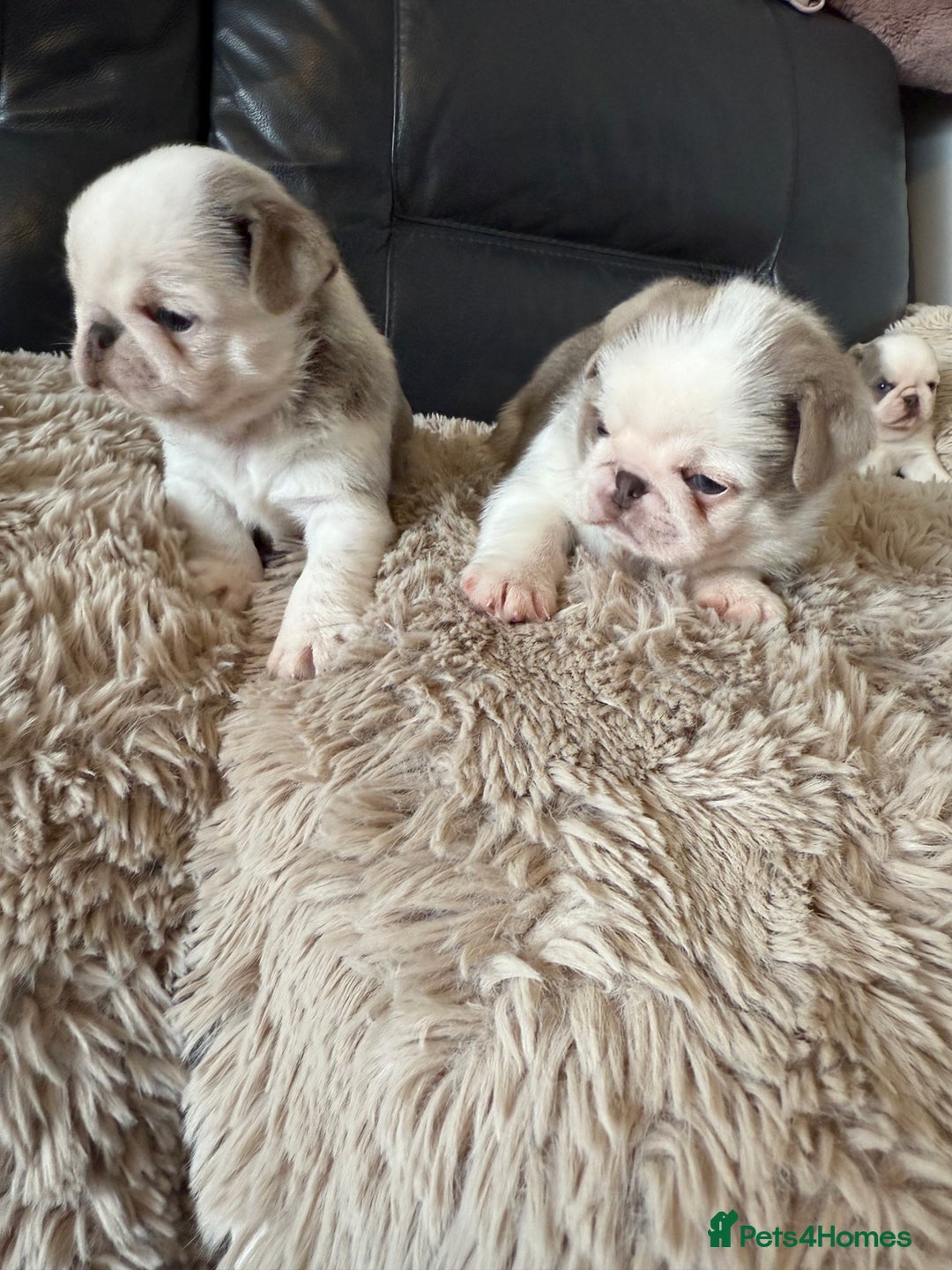 Pug dogs for sale: Stunning litter lilac tans and lilac tan pandas - Image 31