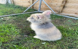 Lionhead rabbits for sale: Lion head  - Image 16