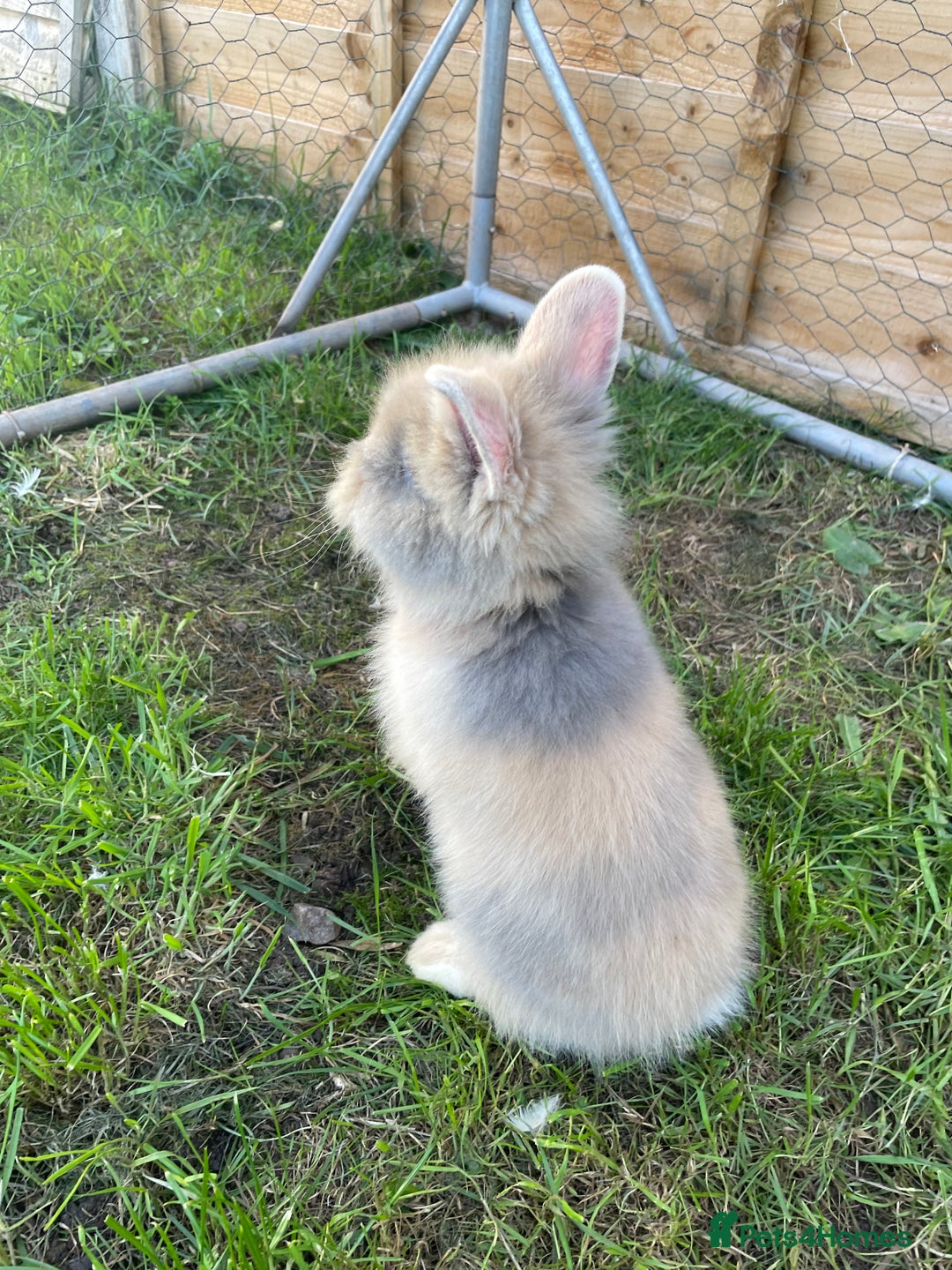 Lionhead rabbits for sale: Lion head  - Image 16