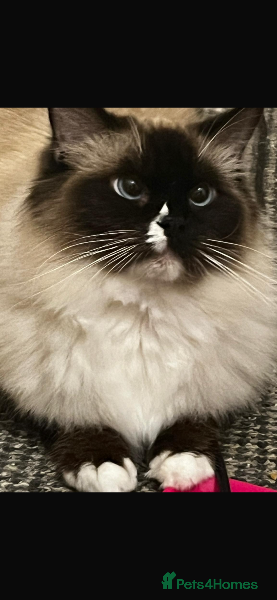 Ragdoll cats Stunning male ragdoll  - Advert 1