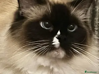 Ragdoll cats Stunning male ragdoll - Advert 1