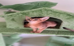 Abyssinian cats for sale: Beautiful Abyssinian Kittens - Image 18