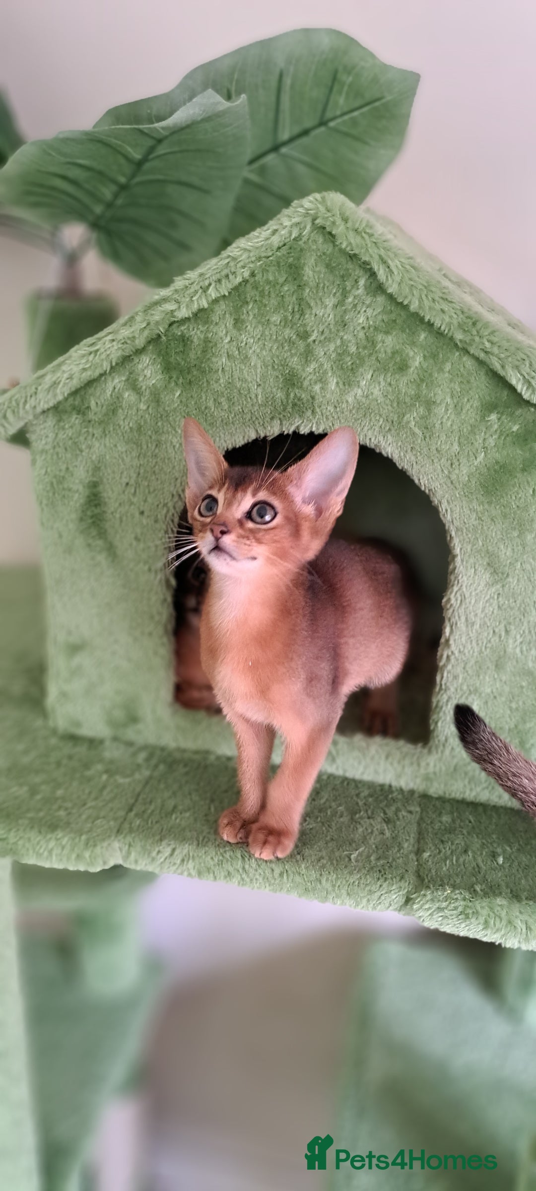 Abyssinian cats for sale: Beautiful Abyssinian Kittens - Image 18