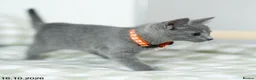 Russian Blue cats for sale: Adorable Russian Blue Kittens. - Advert 10