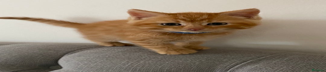 Domestic Shorthair Kitten 2