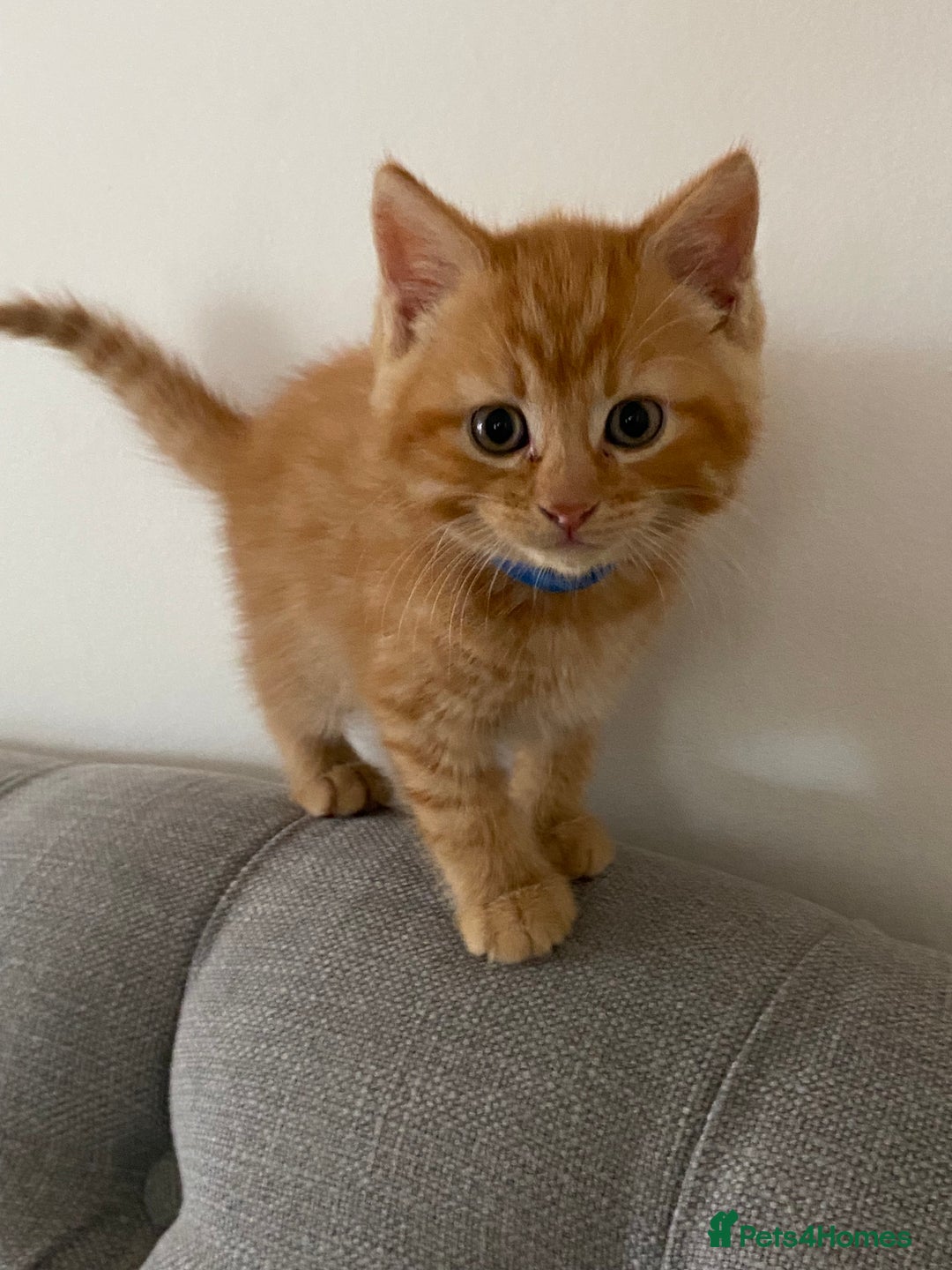 Domestic Shorthair cats for sale: Healthy full ginger female girl kittens  - Image 7