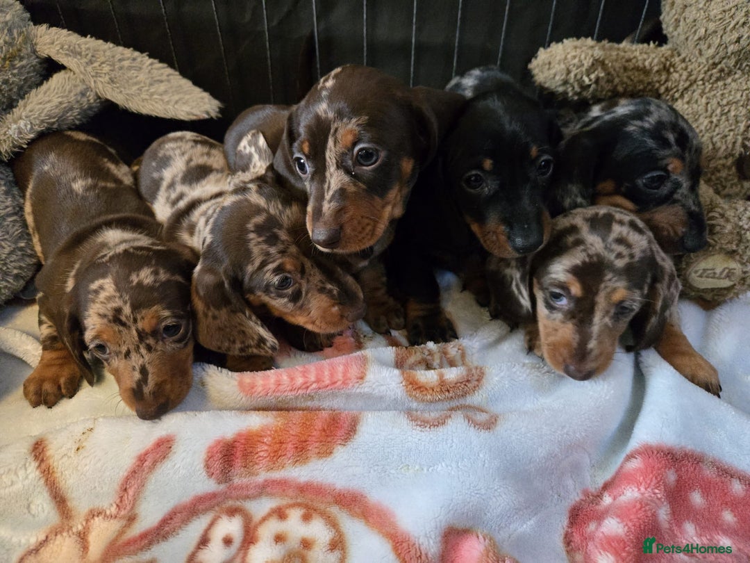 Dachshund dogs for sale: Beautiful dachshund babies  - Image 20