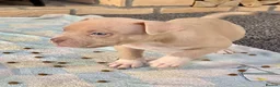 American Bully dogs for sale: Abkc pocket bully's in Barnsley - Advert 14