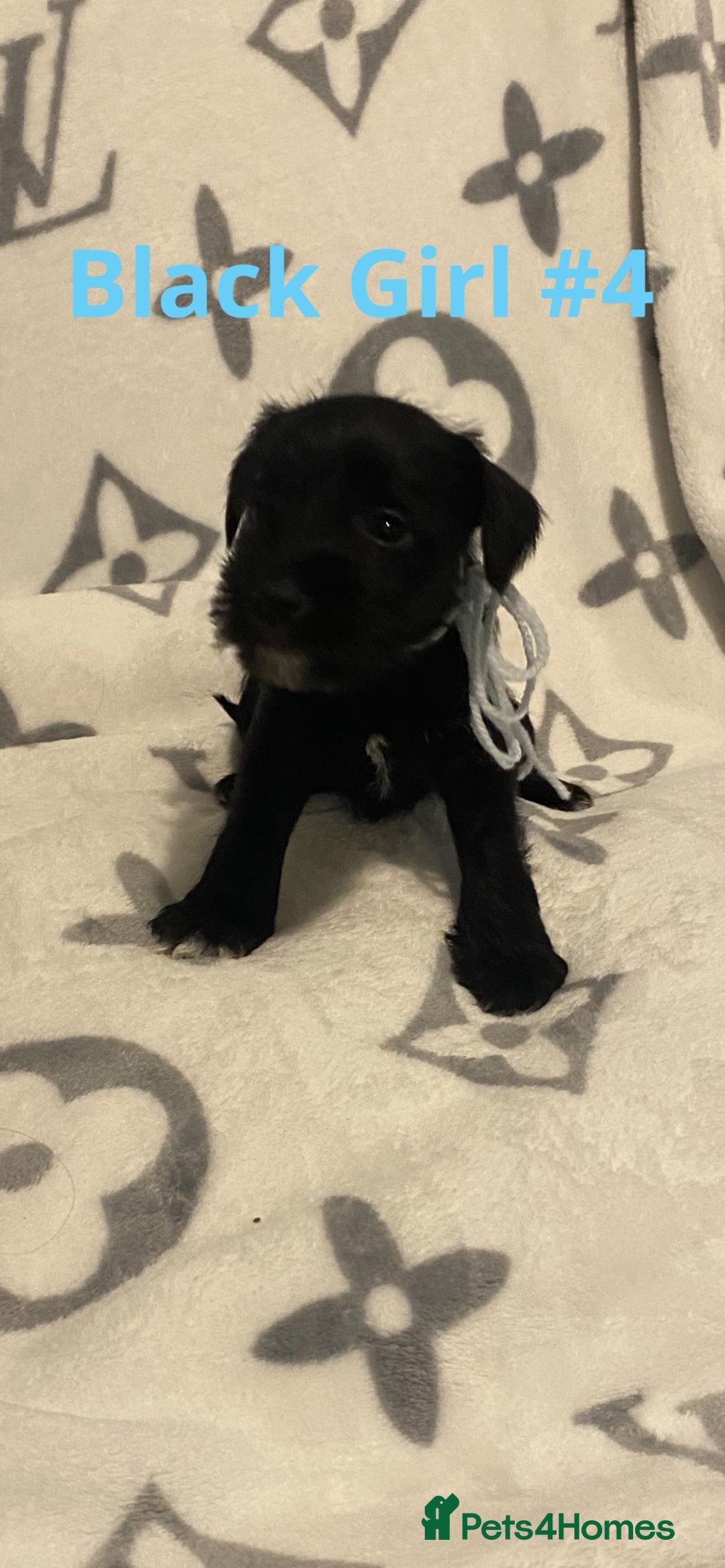 Miniature Schnauzer dogs for sale: ✨ Eight Stunning Puppies Now Available! ✨ - Advert 10