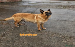 Mixed Breed dogs for sale: Labrador x Belgium Shepherd pups for sale - Image 1