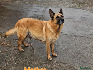 Mixed Breed dogs - Advert 1