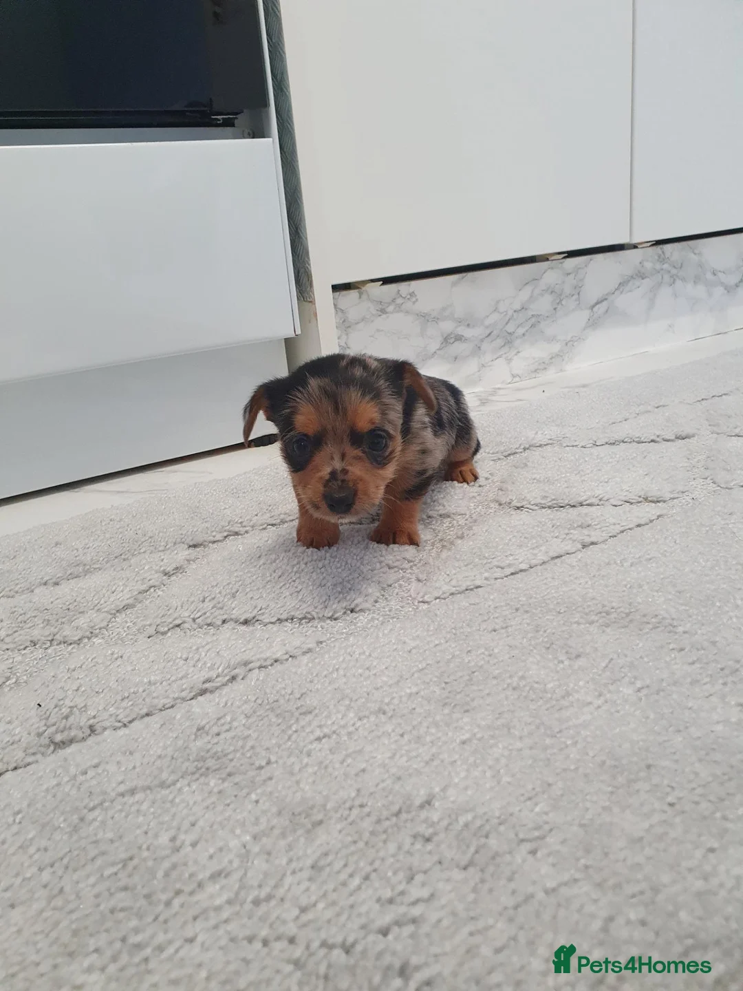 Mixed Breed dogs for sale: For Sale  - Advert 2