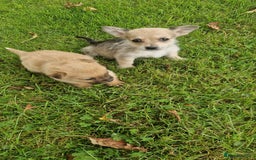 Chihuahua dogs for sale: Chihuahua puppies - Image 3