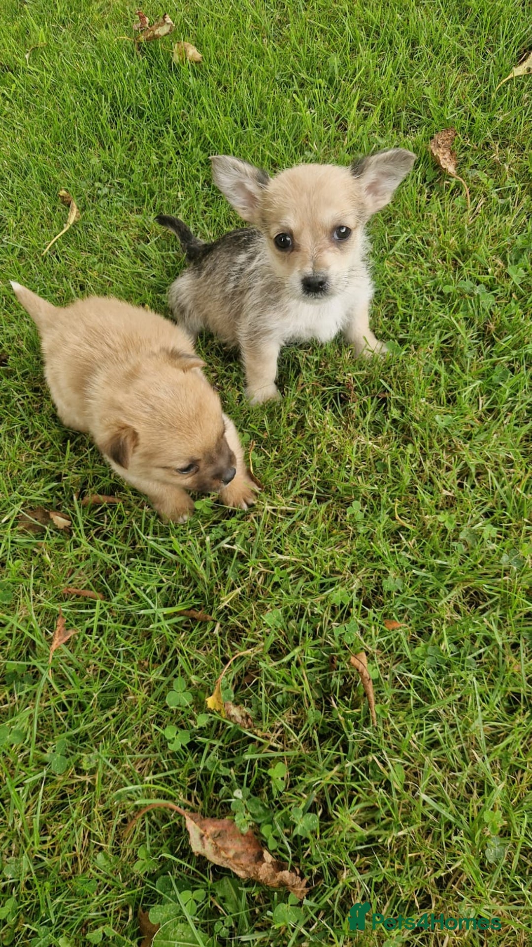 Chihuahua dogs for sale: Chihuahua puppies - Image 3