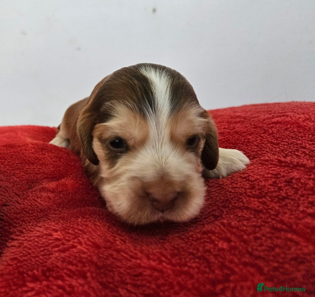 Cocker Spaniel dogs for sale: Quality Sable Show Cocker spaniel Puppies - Image 6