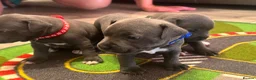 Staffordshire Bull Terrier dogs for sale: Staffy puppies for sale  - Advert 12