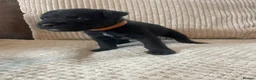 Patterdale Terrier dogs for sale: Patterdale pups in Barry - Advert 4