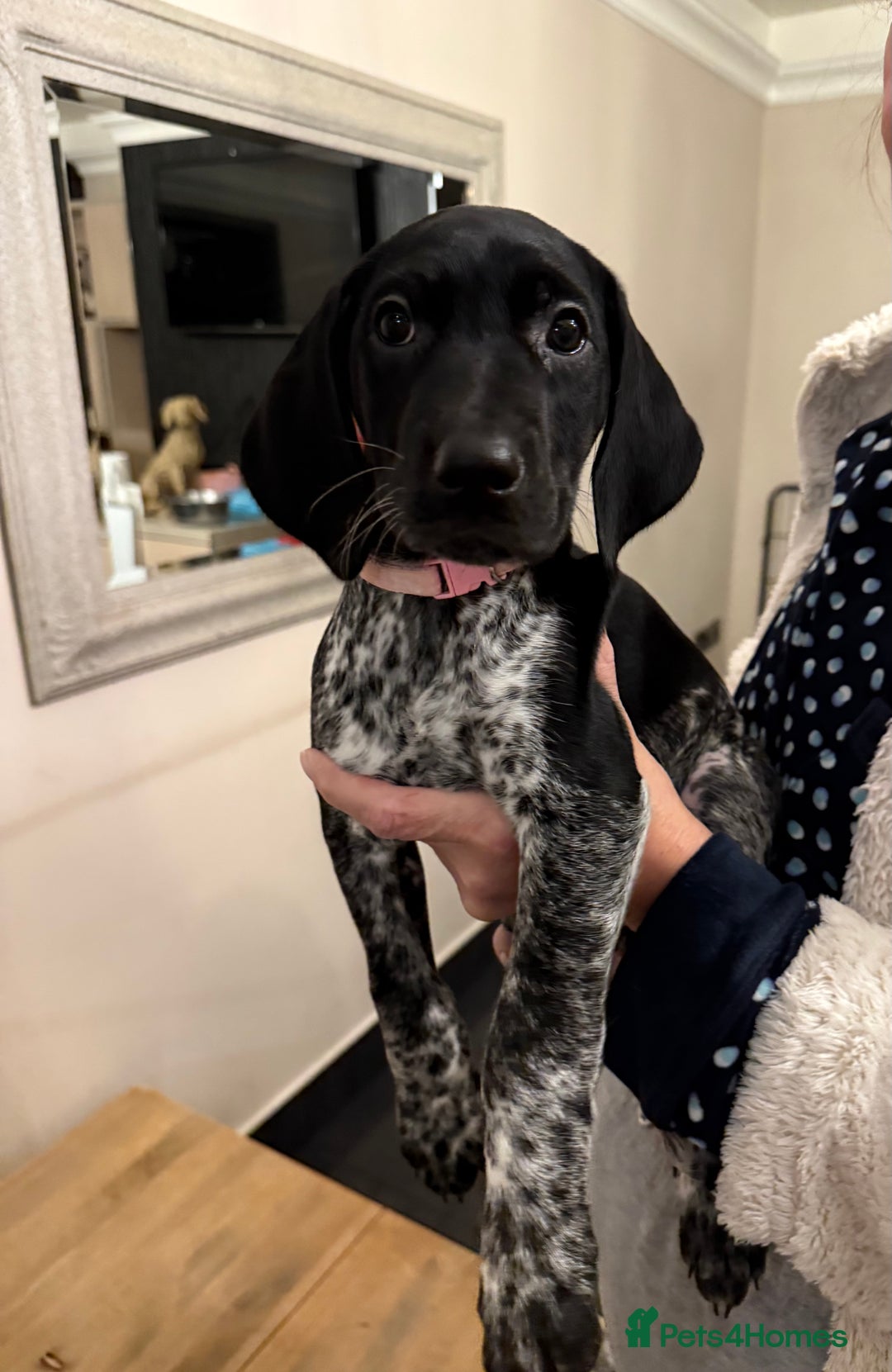 Mixed Breed dogs for sale: Well reared Quality puppies - Advert 27