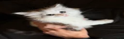 Siberian cats for sale: Hypoallergenic TICA pedigree Siberian kitten READY - Advert 3