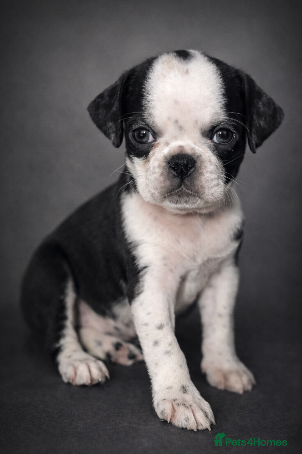 Pug dogs Panda pug  - Advert 2