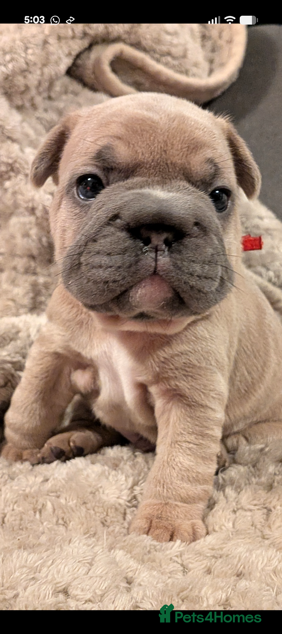 French Bulldog dogs for sale: Chunky Frenchie puppies - Advert 6