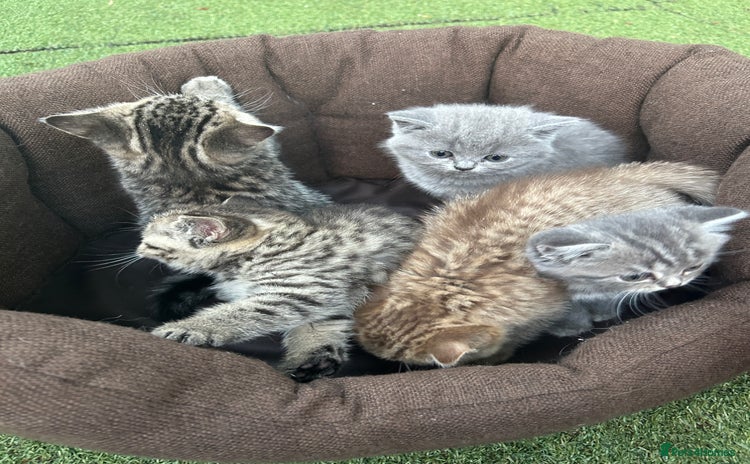 British Shorthair cats - Advert 1