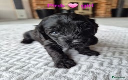 Cockapoo dogs for sale: Gorgeous F2b Cockapoos  - Image 4