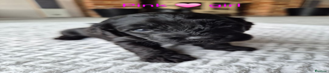 Cockapoo Puppy 5