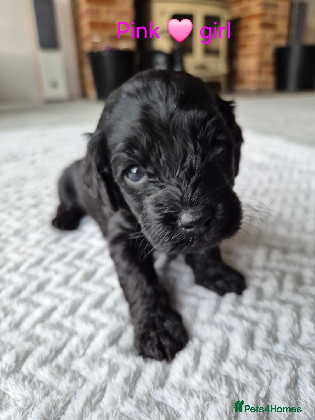 Cockapoo dogs for sale: Gorgeous F2b Cockapoos  - Image 4