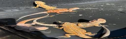 Bearded Dragon reptiles for sale: Bearded dragon babies red hypo  - Advert 7
